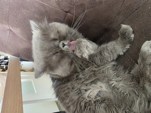 Perser Kater Mogli