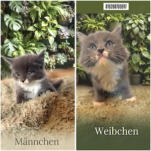 Maincoon Kitten zu verkaufen 