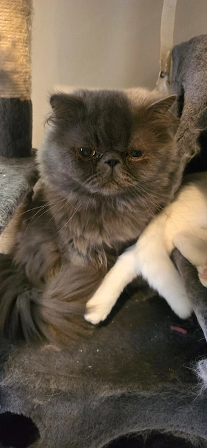 Perser Kater 