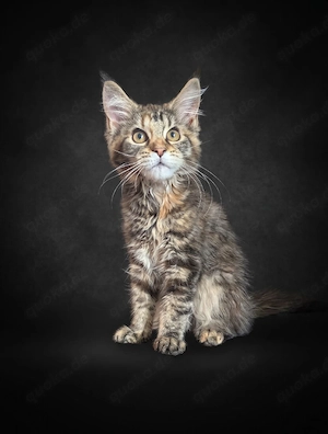 Maine Coon Kitten mit Fife Stammbaum aus Champion Linien 