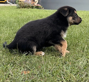 Labrador Schäferhund Terrier Welpen suchen zu Hause.