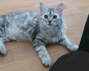 Sibirische Katze kitten