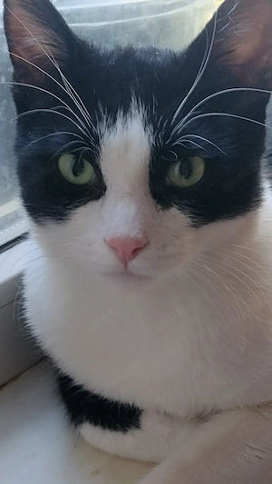 ZORRO, kastrierter Schmusekater, 1 Jahr alt