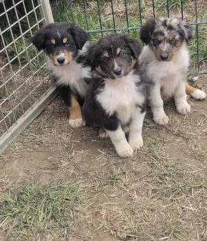Australian Shepherd welpen Abgabebereit 