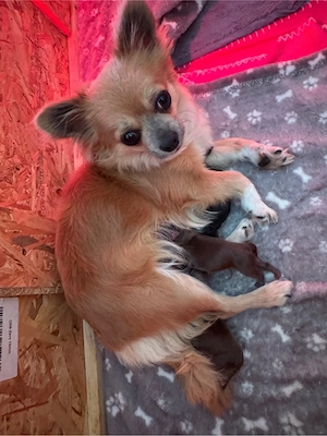 Chihuahua Welpen 
