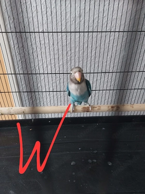 Pfirsichköpfchen 