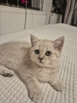 BKH Baby Katzen 