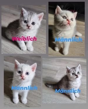 BKH Britisch Kurzhaar Katzenbaby