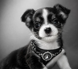 Süße Chihuahua-Welpin, 12 Wochen alt