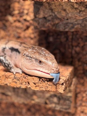 Blauzungenskink (Tiliqua scincoides)