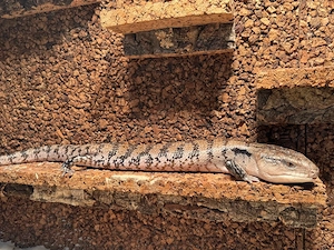 Blauzungenskink (Tiliqua scincoides) Bild 2