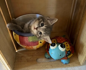 BKH- Mischling Kitten