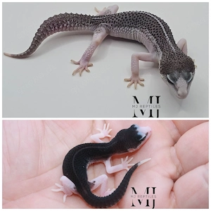 Leopardgecko 1.0  MSSBN Eclipse Panda line 
