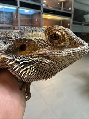 Bartagame 