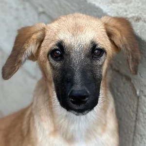 Cindy, geb. ca. 03 2026, lebt in GRIECHENLAND, im städt. Tierheim Serres 
