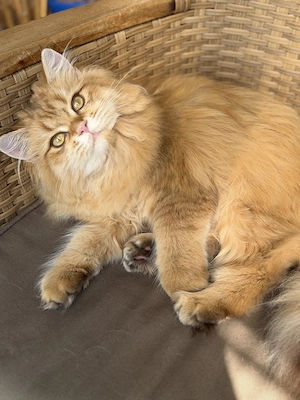 BLH Golden Chinchilla Mädchen mit Stammbaum-Look sucht Traumfamilie Bild 2
