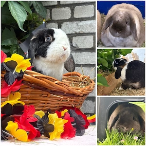 Zwergwidder Kastrat  Häsin Hasen, Kaninchen, Minilop