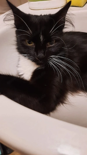 Maine-Coon-Mix
