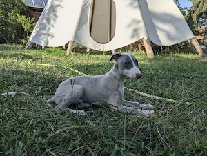 Wunderschöne Whippet-Welpen - (wenn ausgewachsen: elegant, feinfühlig und anhänglich)