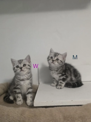 Zuckersüße BkH Whishkas Tabby Bärchen 