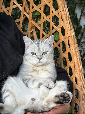 BKH tabby kitten sucht ein neues Zuhause  Bild 10