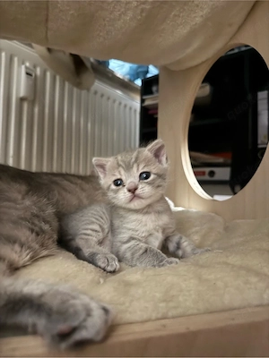 BKH tabby kitten sucht ein neues Zuhause  Bild 8