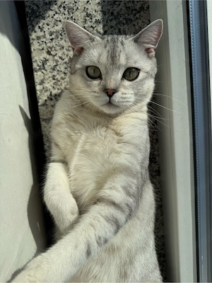 BKH tabby kitten sucht ein neues Zuhause  Bild 7