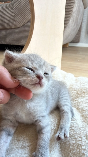 BKH tabby kitten sucht ein neues Zuhause  Bild 5