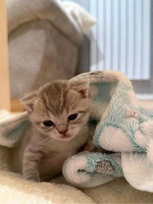 BKH tabby kitten sucht ein neues Zuhause  Bild 6