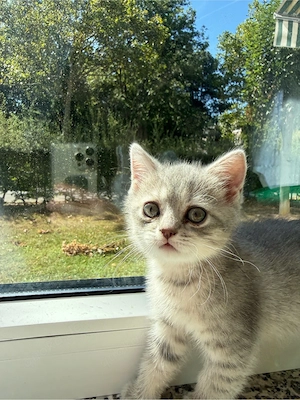 BKH tabby Malika sucht ein neues Zuhause 