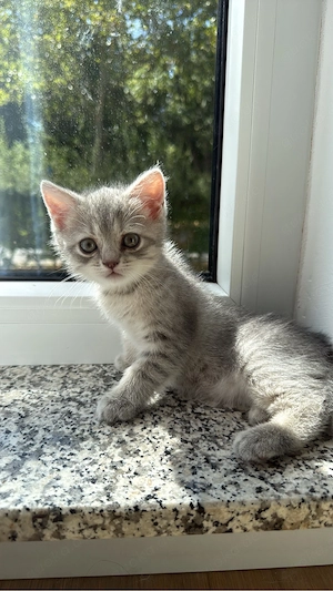 BKH tabby kitten sucht ein neues Zuhause  Bild 4