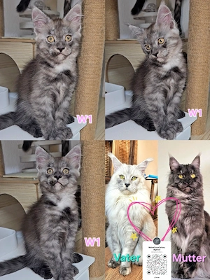 Black Smoke Mädchen Wunderschöne XXL Maine Coon Kitten
