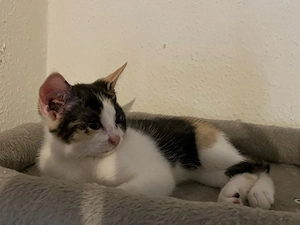 Kitten sucht ein liebesvolles Zuhause