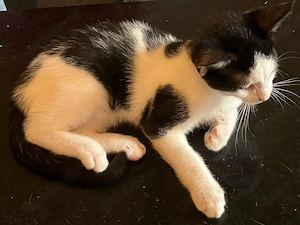 Kitten sucht ein liebesvolles Zuhause