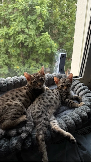 Bengalkitten  