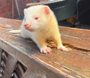 nur noch eine Albino rüde 12 Wochen zu verkaufen 