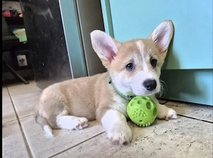 Kostenlos   Welsh Corgi Pembroke Hündin sucht Zuhause