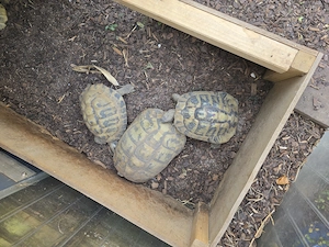 Griechische. Landschildkröten wg. Zuchtauflösung abzugeben Bild 9