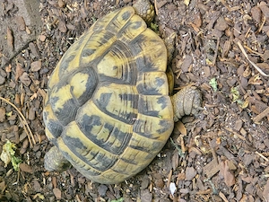 Griechische. Landschildkröten wg. Zuchtauflösung abzugeben Bild 8