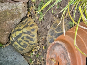 Griechische. Landschildkröten wg. Zuchtauflösung abzugeben Bild 4