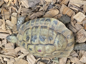 Griechische. Landschildkröten wg. Zuchtauflösung abzugeben Bild 7