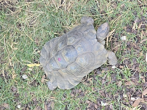 Griechische. Landschildkröten wg. Zuchtauflösung abzugeben Bild 5