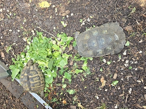 Griechische. Landschildkröten wg. Zuchtauflösung abzugeben Bild 10