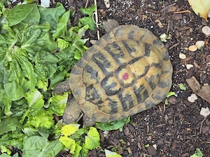 Griechische. Landschildkröten wg. Zuchtauflösung abzugeben Bild 3