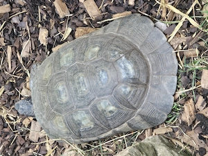 Griechische. Landschildkröten wg. Zuchtauflösung abzugeben Bild 6