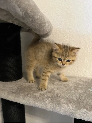 Wunderschöne BKH Kitten in Verschiedenen Farben