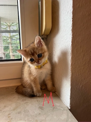Wunderschöne BKH Kitten in Verschiedenen Farben