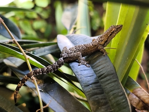 Jungferngecko Lepidodactylus lugubris abzugeben