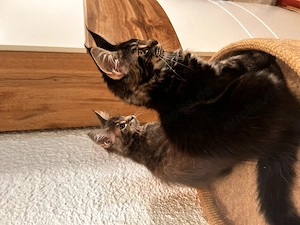 Maine Coon kitten mit Stammbaun.