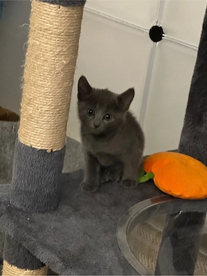 Liebevolle Russisch Blau Kitten suchen ihr Zuhause Bild 6